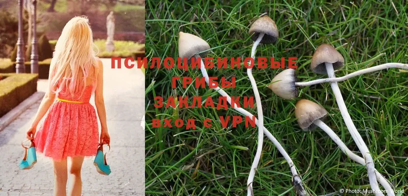 Галлюциногенные грибы Psilocybe  даркнет сайт  Минусинск 